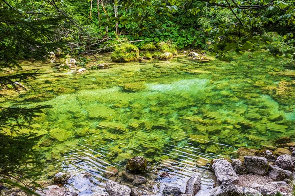 Sabahın erken saatlerinde sık bir ormanda sessiz bir dağ alp gölü.