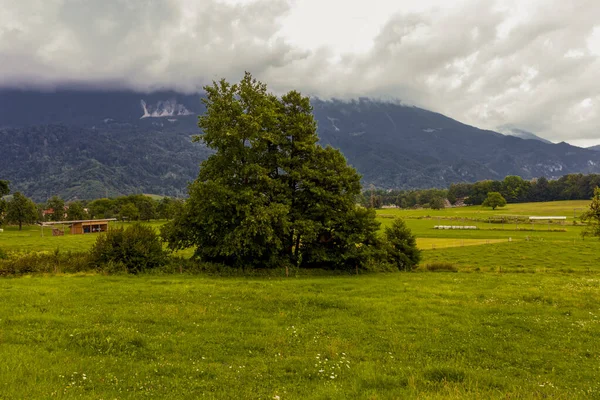 Osamělý Strom Horské Louce Pozadí Vysokých Hor Pokrytých Dešťovými Mraky — Stock fotografie