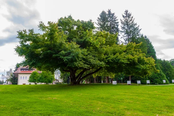 Şehir parkındaki çimlerde yumuşak, yoğun çimenler
