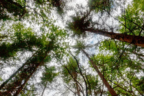 Parktaki Ağaçlar Mavi Gökyüzüne Karşı — Stok fotoğraf
