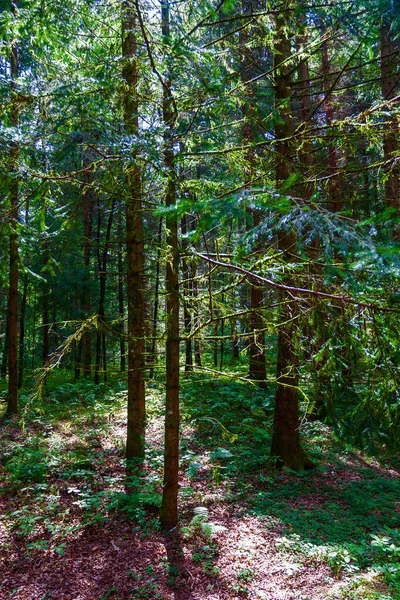 Sonbahar ormanında yol