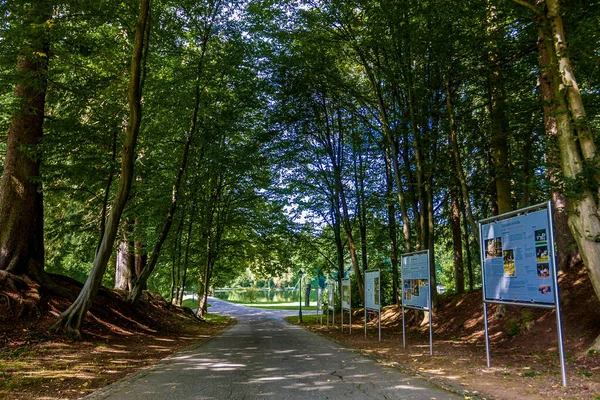 Sonbahar ormanında yol