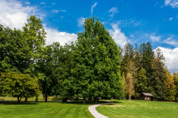 Sonbahar ormanında yol