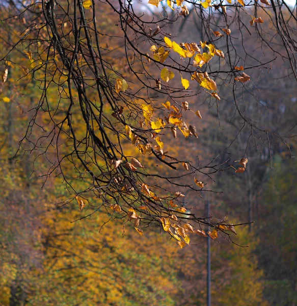 Branch Tree Yellow Leaves Close Background Autumn Forest — Stock Photo, Image