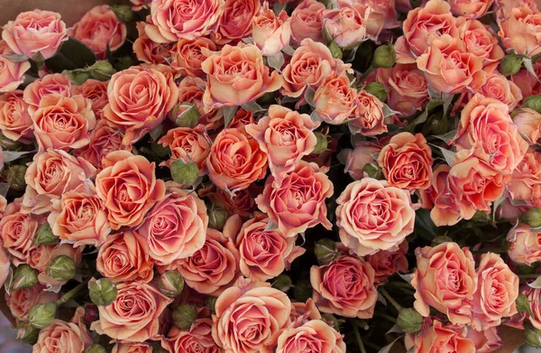 Маленькие Оранжевые Розы Цветочные Обои — стоковое фото