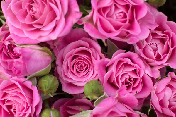 Beautiful pink roses close up. Flower wallpaper. Bouquet of roses macro.