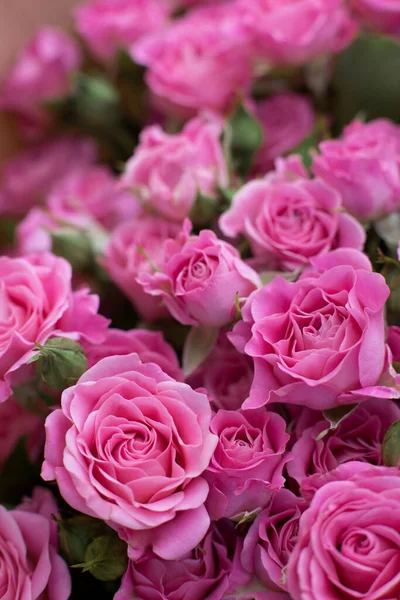 Розовые Розы Фоне Кустов Цветочные Обои — стоковое фото