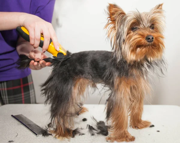 haircut of a small York dog on a light table in a light room with scissors and a clipper