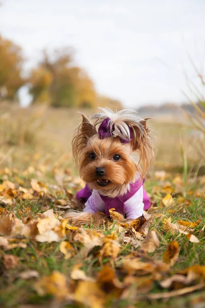 fashionable little dog Yorkshire Terrier in clothes on a walk in the autumn Park