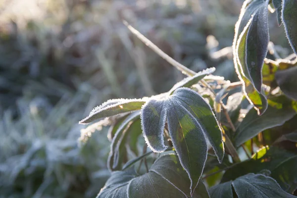 natural background, plants in the first frost in autumn
