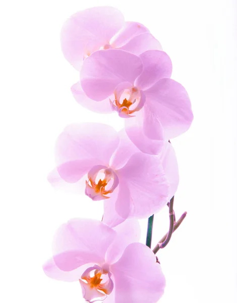 Blumen, Orchideen, Hochzeitssträuße, Rosen — Stockfoto