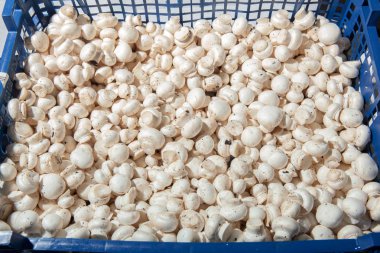 doku, mantar, petrol, soslar konteynerler