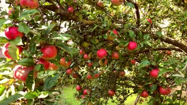 Manzanas — Vídeos de Stock