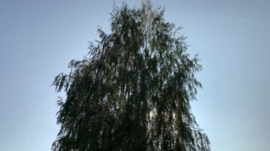 Huş ağacı, yaz öğleden sonra