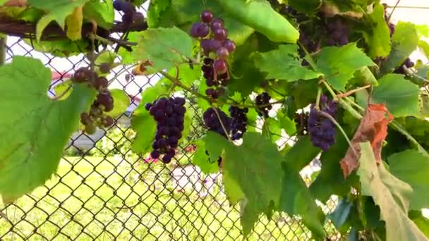 Grapes — Stock Video