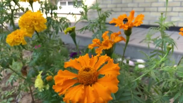 花和大黄蜂 — 图库视频影像