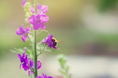Büyük bir yaban arısı çayırdaki küçük mor bir yabani çiçeğe tırmandı. Çiçekli ve arılı tebrik kartı ve metin için yer.