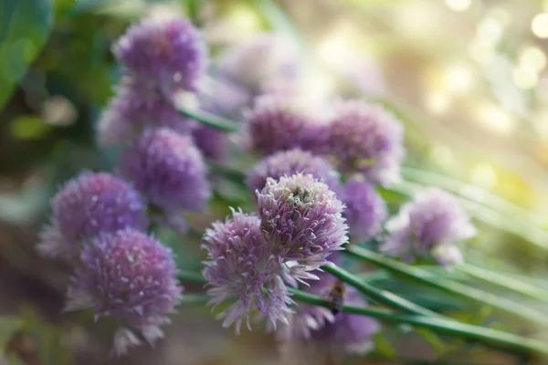 Allium Schoenoprasum Oder Blühender Schnittlauch Mit Violetten Blüten Und Grünen — Stockfoto