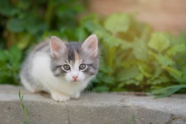 Arka bahçede, çalıların yanında çok renkli güzel bir kedi yavrusu..