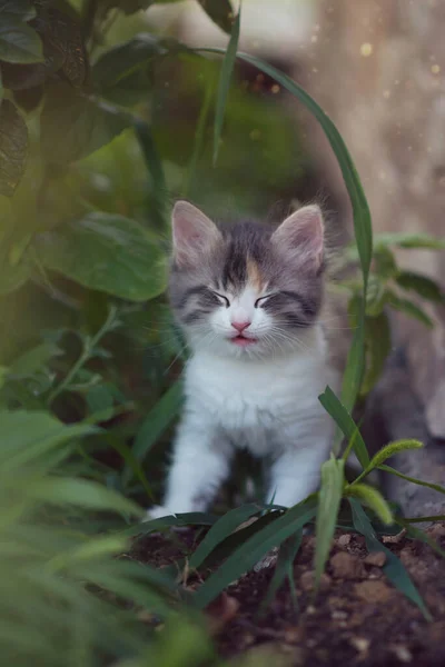 Neugierig Schöne Mehrfarbige Kätzchen Versteckt Und Schielt Den Büschen Zwischen — Stockfoto