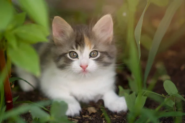 Beautiful Multi Colored Little Kitten Lies Grass Backyard — Stock Photo, Image
