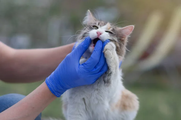 Hands of a man in medical gloves study the health status of a beautiful cat in the open air. Veterinarian checks the health of the teeth of a cute colorful cat.