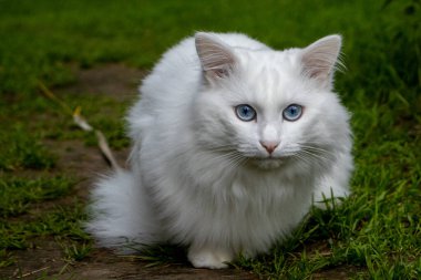 Mavi gözlü albino kedi. Gökyüzü gibi gözler
