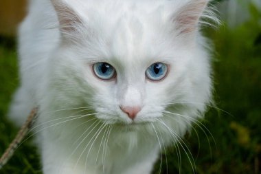 Mavi gözlü albino kedi. Gökyüzü gibi gözler.