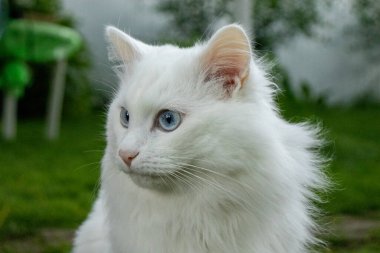 Mavi gözlü albino kedi