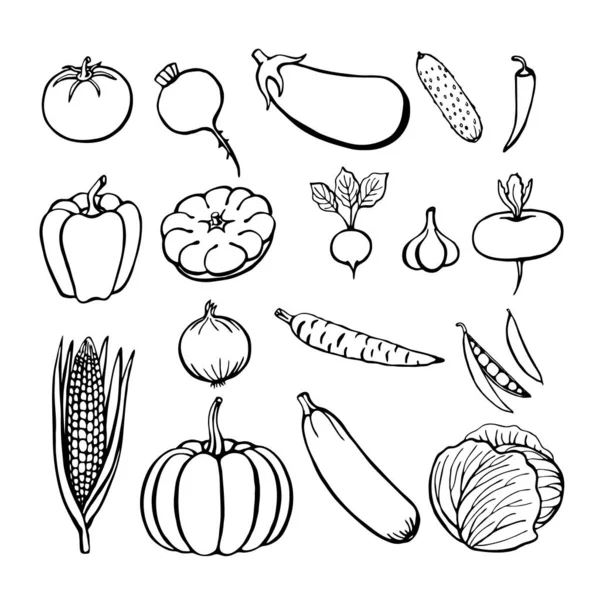 Colección Verduras Dibujadas Mano Elementos Aislados Blanco Ilustración Vectorial — Vector de stock