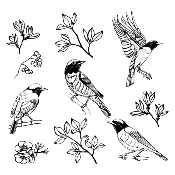 Ensemble Dessiné Main Oiseaux Fleurs Redstart Schéma Illustration Vectorielle Noir — Image vectorielle