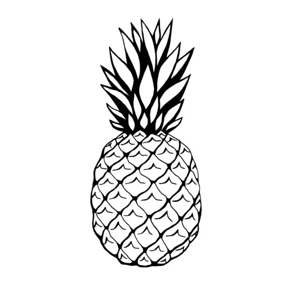 Vector Hand Drawn Pineapple Fruit Decorative Retro Style Collection Farm — Stock Vector