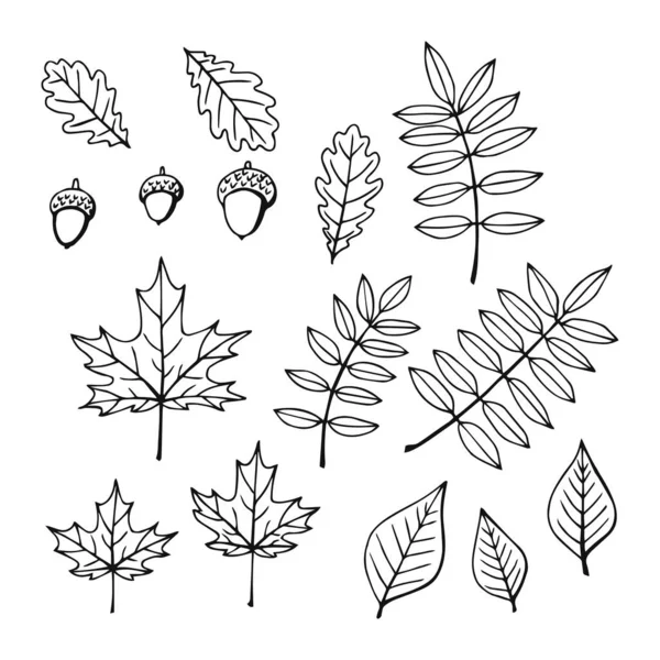 Conjunto Folhas Outono Folhagem Diferentes Tipos Árvores Flora Seca Sazonal — Vetor de Stock
