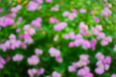 Japon spirea 'sının bulanık fotoğrafı.