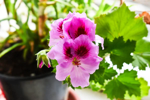 Geranium Kwitło Doniczce — Zdjęcie stockowe