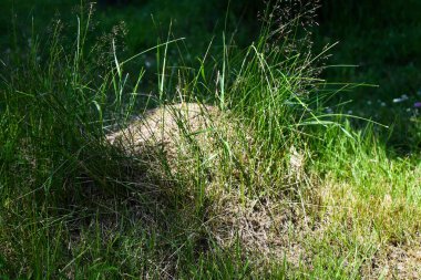 Güneşteki çimlerde karınca yuvası