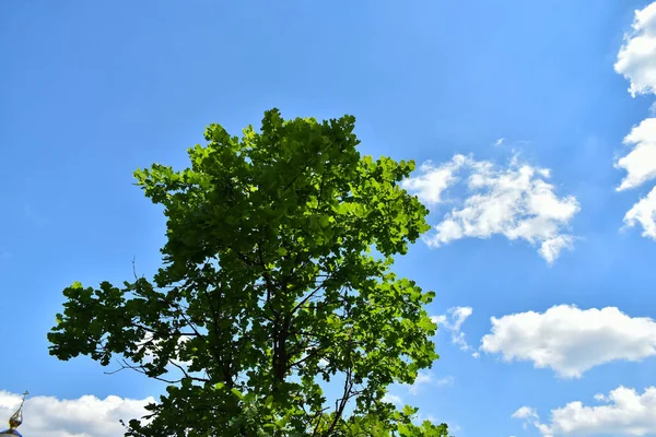 Cima Roble Joven Contra Cielo —  Fotos de Stock