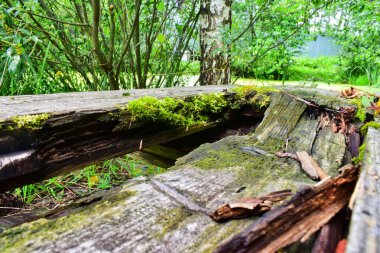 Çürük ağaç ve yosun ahşap dokusu, arka plan ve temel.