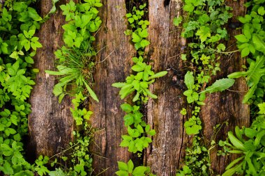 Tahtalardan yapılmış, aralarında yeşil yapraklar olan ahşap bir geçit.