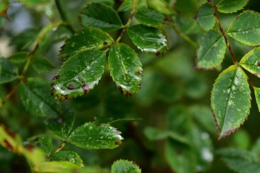 Olgunlaşmamış yeşil bir gül ağacının yapraklarına yağmur damlaları