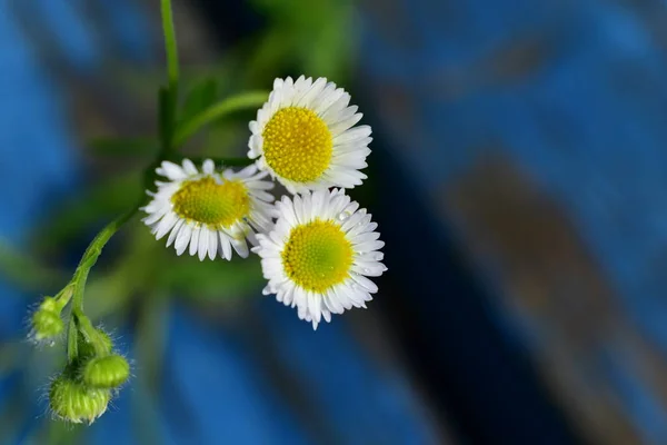 Mavi Arka Planda Papatya — Stok fotoğraf