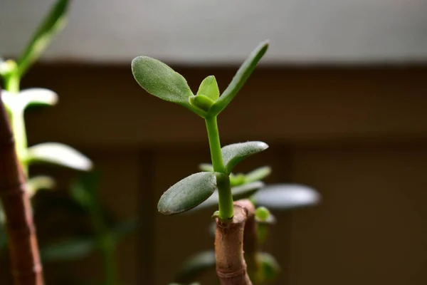 Sprossen Crassula Zimmerpflanze Geldbaum — Stockfoto