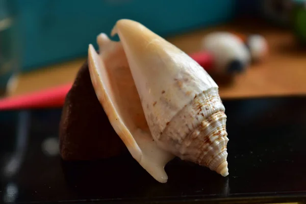 桌子上有漂亮的贝壳 — 图库照片
