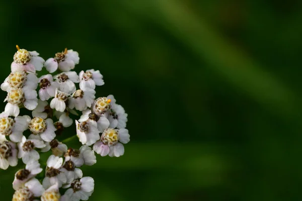 Yeşil arka planda beyaz yarrow çiçekleri