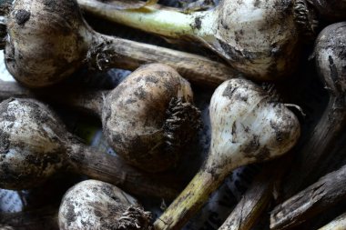 Kurumuş taze sarımsak hasadı