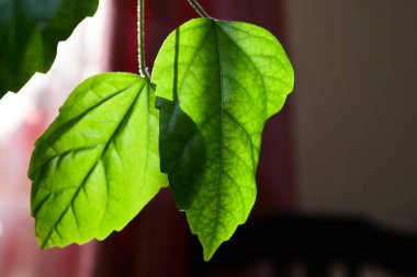 Pencereden gelen ışık gülün yaprakları arasından parlıyor.