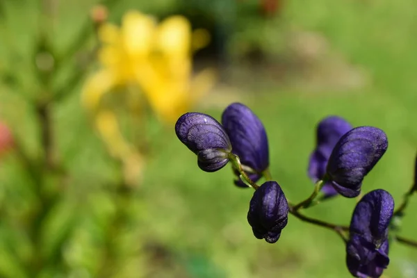 Dzhungarian Aconite Háttal Egy Virágágyás — Stock Fotó