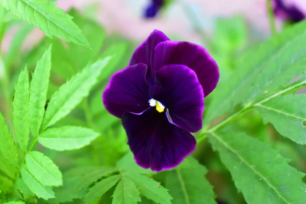 Violet Bloem Groene Achtergrond — Stockfoto