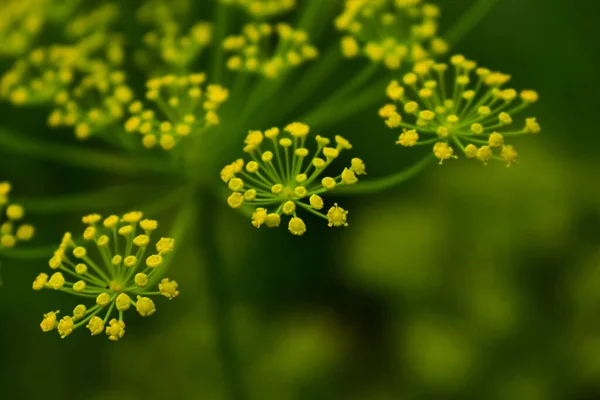 Graines Plume Sur Fond Vert — Photo