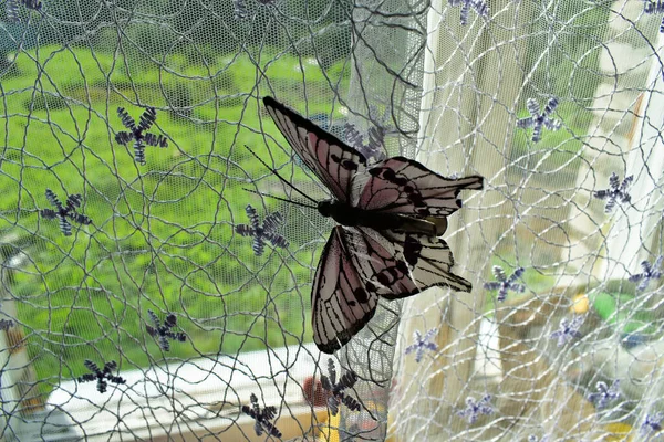 Tüylere Takılmış Kelebek Saç Tokası — Stok fotoğraf